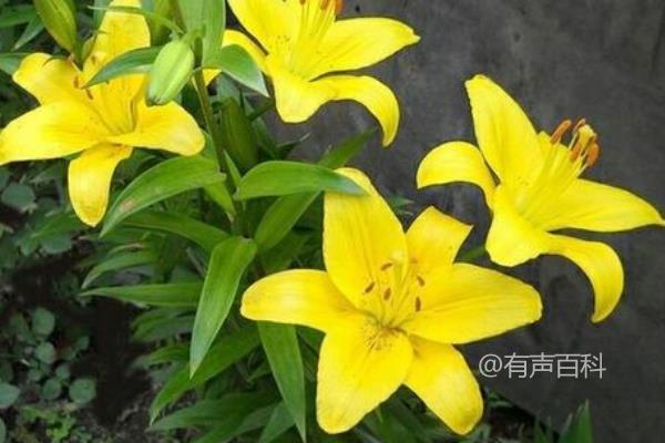 百合花种子种植攻略：如何选用适量钾肥