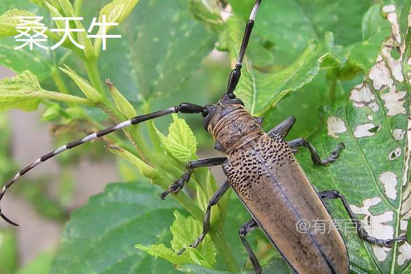 中国常见的天牛品种包括：

1. **云南松天牛** (*Monochamus sutor*): 主要分布在中国南方，以松树为宿主，是森林害虫之一。
   
2. **松墨天牛** (*Monochamus alternatus*): 也是以松树为食，广泛分布于中国各地，对松树造成严重危害。

3. **栎天牛** (*Anoplophora glabripennis*): 以栎树为主要宿主，是中国及其他地区的极具破坏力的害虫，被列为世界百害之首。

4. **云南栎天牛** (*Anoplophora chinensis*): 主要分布在中国南方，尤其是云南地区，以栎树为食。

5. **松材线虫天牛** (*Bursaphelenchus xylophilus*): 虽然不是天牛本身，但其由松材线虫传播，导致松树死亡，对中国的松林造成了严重威胁。

这些天牛种类对中国的森林和农林业造成了不同程度的危害，是需要重点防控的害虫之一。