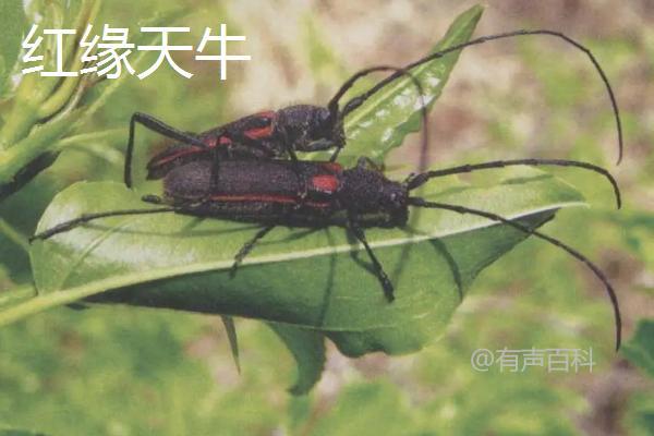 中国常见的天牛品种包括：

1. **云南松天牛** (*Monochamus sutor*): 主要分布在中国南方，以松树为宿主，是森林害虫之一。
   
2. **松墨天牛** (*Monochamus alternatus*): 也是以松树为食，广泛分布于中国各地，对松树造成严重危害。

3. **栎天牛** (*Anoplophora glabripennis*): 以栎树为主要宿主，是中国及其他地区的极具破坏力的害虫，被列为世界百害之首。

4. **云南栎天牛** (*Anoplophora chinensis*): 主要分布在中国南方，尤其是云南地区，以栎树为食。

5. **松材线虫天牛** (*Bursaphelenchus xylophilus*): 虽然不是天牛本身，但其由松材线虫传播，导致松树死亡，对中国的松林造成了严重威胁。

这些天牛种类对中国的森林和农林业造成了不同程度的危害，是需要重点防控的害虫之一。