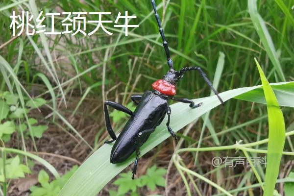 中国常见的天牛品种包括：

1. **云南松天牛** (*Monochamus sutor*): 主要分布在中国南方，以松树为宿主，是森林害虫之一。
   
2. **松墨天牛** (*Monochamus alternatus*): 也是以松树为食，广泛分布于中国各地，对松树造成严重危害。

3. **栎天牛** (*Anoplophora glabripennis*): 以栎树为主要宿主，是中国及其他地区的极具破坏力的害虫，被列为世界百害之首。

4. **云南栎天牛** (*Anoplophora chinensis*): 主要分布在中国南方，尤其是云南地区，以栎树为食。

5. **松材线虫天牛** (*Bursaphelenchus xylophilus*): 虽然不是天牛本身，但其由松材线虫传播，导致松树死亡，对中国的松林造成了严重威胁。

这些天牛种类对中国的森林和农林业造成了不同程度的危害，是需要重点防控的害虫之一。