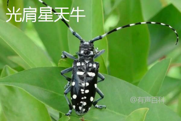 中国常见的天牛品种包括：

1. **云南松天牛** (*Monochamus sutor*): 主要分布在中国南方，以松树为宿主，是森林害虫之一。
   
2. **松墨天牛** (*Monochamus alternatus*): 也是以松树为食，广泛分布于中国各地，对松树造成严重危害。

3. **栎天牛** (*Anoplophora glabripennis*): 以栎树为主要宿主，是中国及其他地区的极具破坏力的害虫，被列为世界百害之首。

4. **云南栎天牛** (*Anoplophora chinensis*): 主要分布在中国南方，尤其是云南地区，以栎树为食。

5. **松材线虫天牛** (*Bursaphelenchus xylophilus*): 虽然不是天牛本身，但其由松材线虫传播，导致松树死亡，对中国的松林造成了严重威胁。

这些天牛种类对中国的森林和农林业造成了不同程度的危害，是需要重点防控的害虫之一。