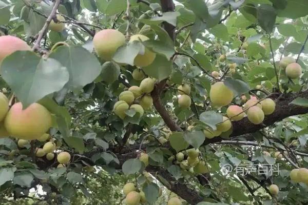 杏树种植技巧及管理方法详解