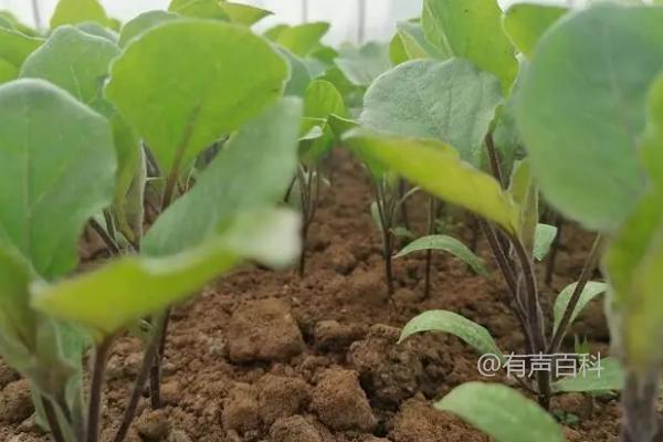 如何提高茄子坐果率：苗木和花期管理策略分享