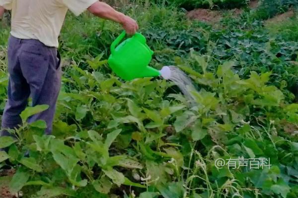 如何提高茄子坐果率：苗木和花期管理策略分享