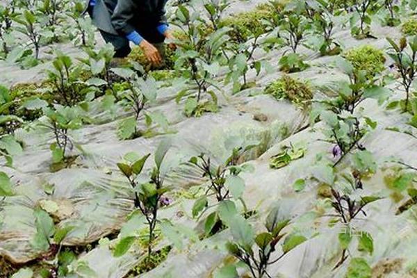 如何提高茄子坐果率：苗木和花期管理策略分享