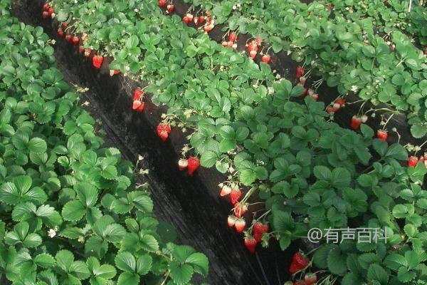 立秋后草莓施肥，主施有机肥、辅施生物肥