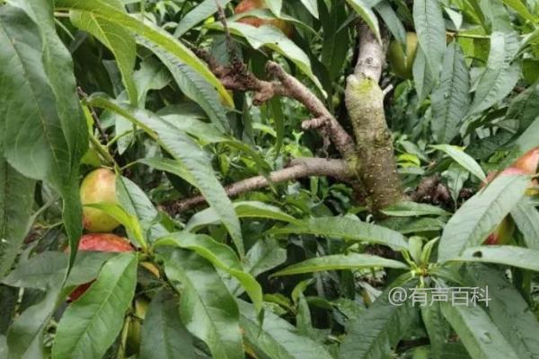 油桃树疏花技术及疏果方法，花蕾期和花期是关键节点