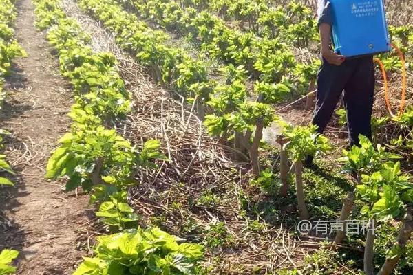 了解除草剂的种类和自配死根除草剂的方法