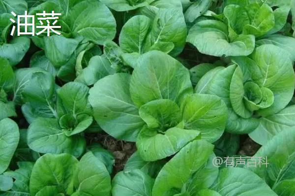 油菜与油菜花的区别是什么？