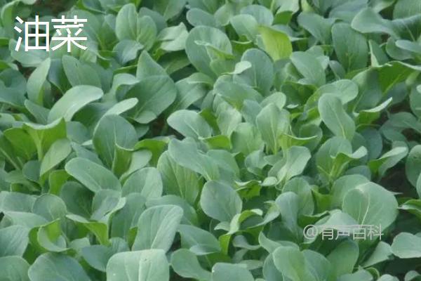 油菜与油菜花的区别是什么？