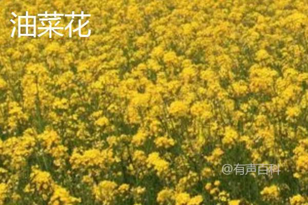 油菜与油菜花的区别是什么？