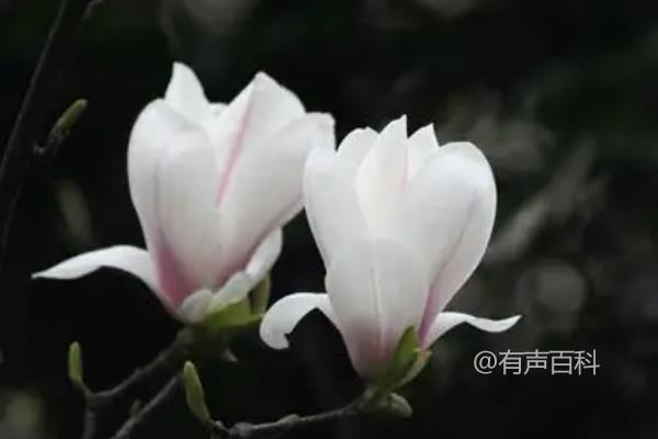 玉兰花的毒性如何？