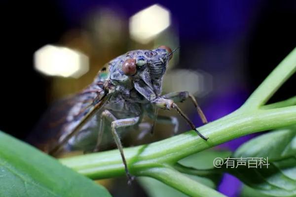 南方有没有知了，南方温带和热带地区分布较广