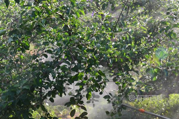 苹果上色加速方法：苹果上色药物和高钾施肥对提升苹果色泽有显著促进效果