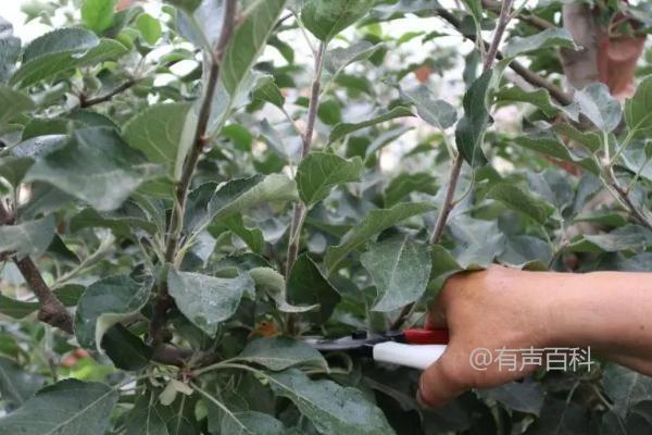 苹果上色加速方法：苹果上色药物和高钾施肥对提升苹果色泽有显著促进效果