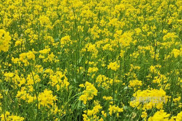 北方油菜花种植时间推荐：4月份适宜