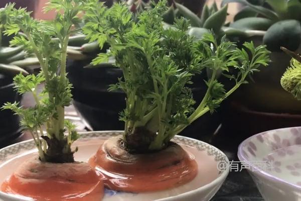 春季种植萝卜的最佳收获时间是5-6月份