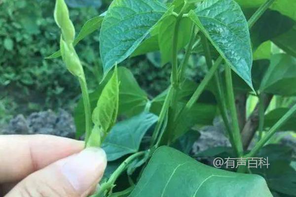 长豆角什么时候打顶产量高？如何正确打顶以增加产量？

Is it High Yield to Top the Long Bean When it Grows to about 1.7 Meters?