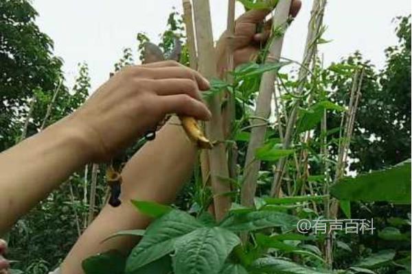 长豆角什么时候打顶产量高？如何正确打顶以增加产量？

Is it High Yield to Top the Long Bean When it Grows to about 1.7 Meters?