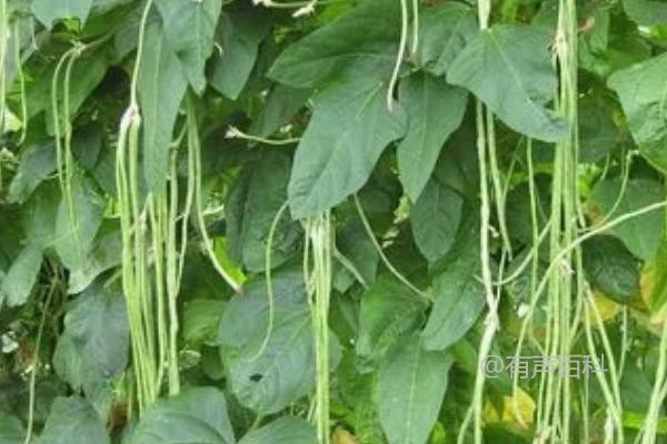 长豆角什么时候打顶产量高？如何正确打顶以增加产量？

Is it High Yield to Top the Long Bean When it Grows to about 1.7 Meters?