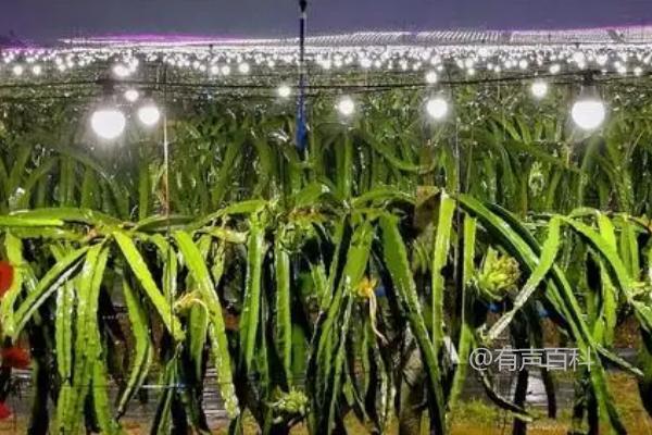 火龙果为什么需要光照？植物需要光照的重要性