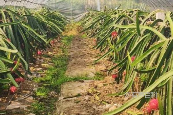 火龙果为什么需要光照？植物需要光照的重要性