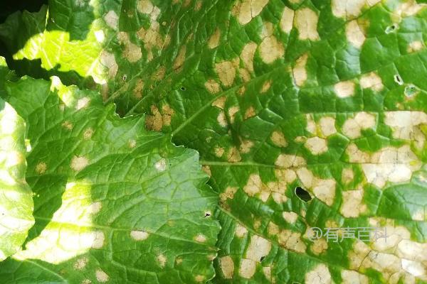 高温多雨季节苦瓜白斑病发病严重