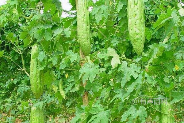 高温多雨季节苦瓜白斑病发病严重