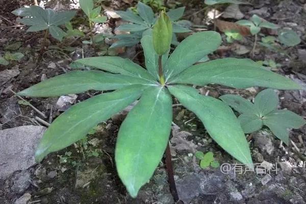 懒人必知的十大紧缺药材种植技巧