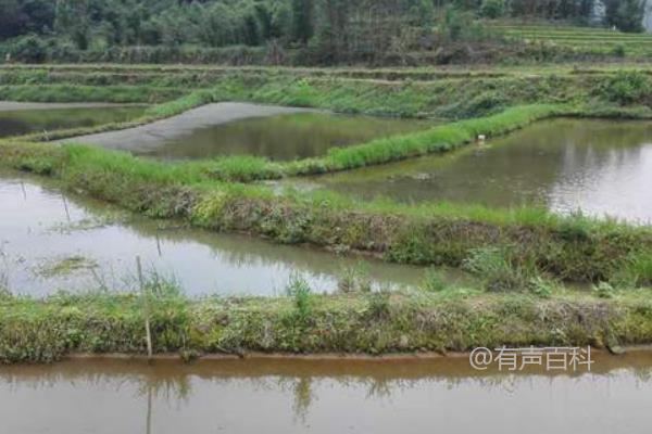 田螺养殖技术，选择合适的养殖法提高产量