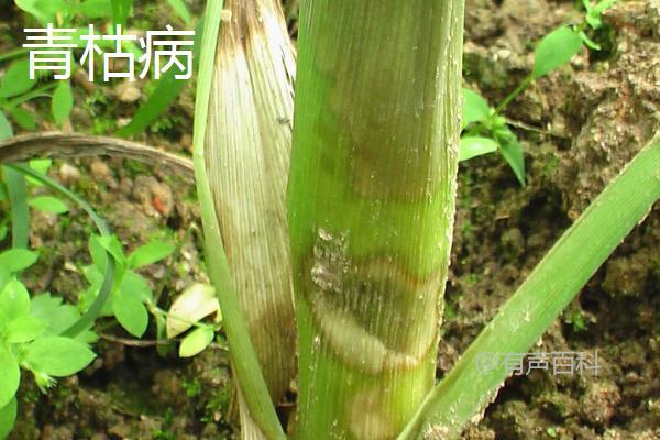 玉米虫害种类及防治方法