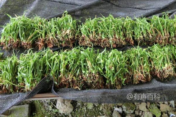 黄精种植技巧：出苗后肥水管理和防强光注意事项