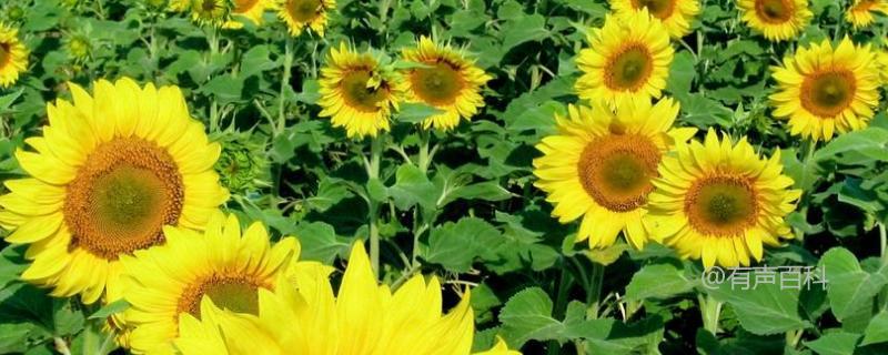 如何种植和生长观赏向日葵