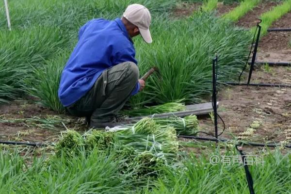 种植韭菜的正确方法