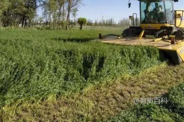 苜蓿种植技巧，选取适合当地生长环境的品种