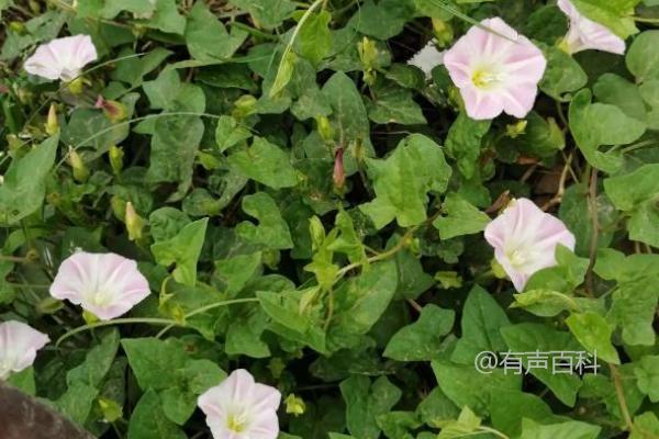 什么除草剂能彻底除掉打碗花的根部？