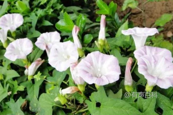 什么除草剂能彻底除掉打碗花的根部？