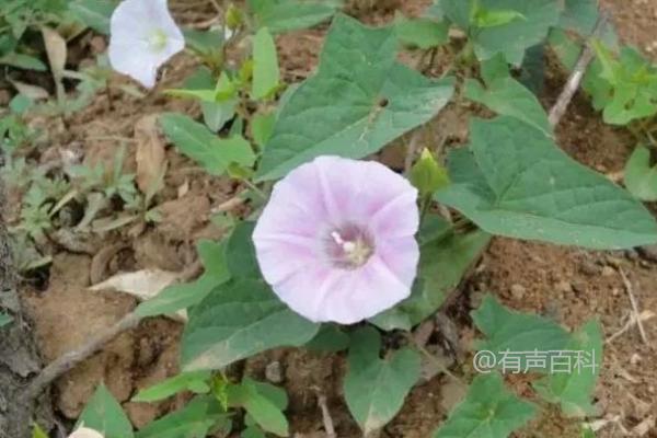 什么除草剂能彻底除掉打碗花的根部？