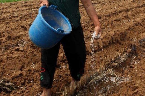 氨基酸肥料的功效与作用，如何增强植物抗性、实现营养均衡和解除药害