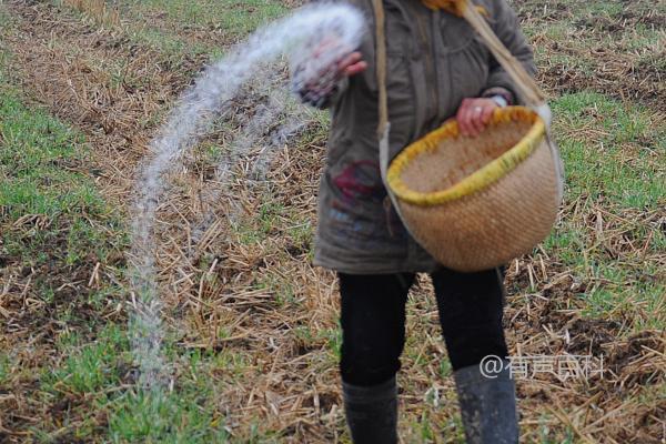 氨基酸肥料的功效与作用，如何增强植物抗性、实现营养均衡和解除药害