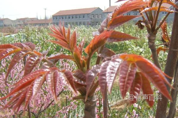 种植香椿树时需要注意的事项