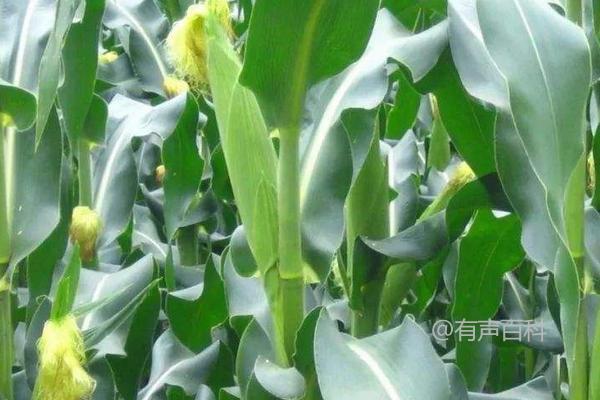 贾宝9538玉米品种介绍，适宜播种时间为6月上旬至中旬