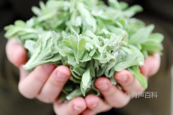 清明菜种植土壤选择及特性要求