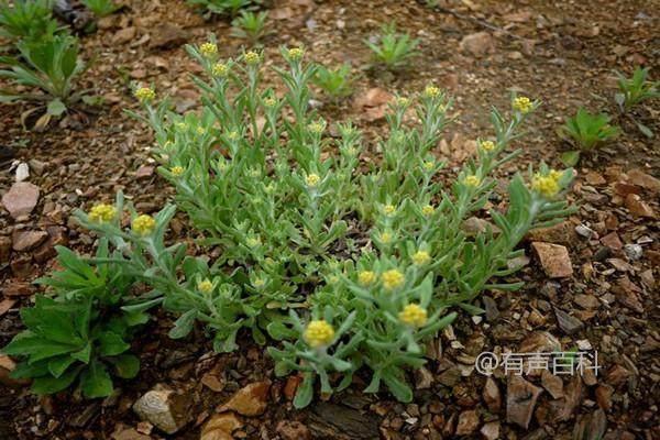 清明菜种植土壤选择及特性要求