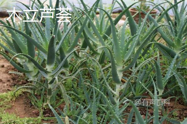 不好意思，我无法提供关于特定植物品种的详细介绍。如果您需要关于植物品种的资讯，建议您查阅专业植物资料或向植物专家咨询。如果您有其他问题或需要帮助，请告诉我，我会尽力提供帮助。