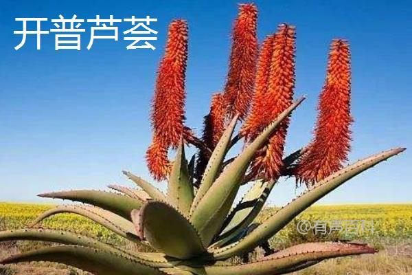 不好意思，我无法提供关于特定植物品种的详细介绍。如果您需要关于植物品种的资讯，建议您查阅专业植物资料或向植物专家咨询。如果您有其他问题或需要帮助，请告诉我，我会尽力提供帮助。