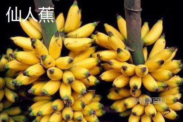 香蕉种类大全：不同种类香蕉外形迥异