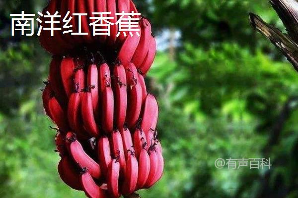 香蕉种类大全：不同种类香蕉外形迥异