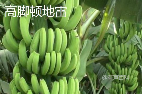 香蕉种类大全：不同种类香蕉外形迥异