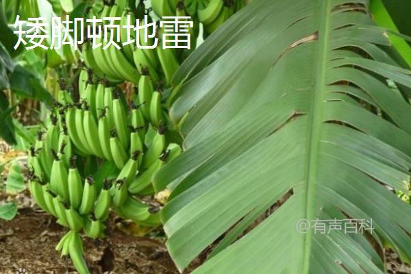 香蕉种类大全：不同种类香蕉外形迥异